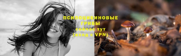 PSILOCYBIN Бородино